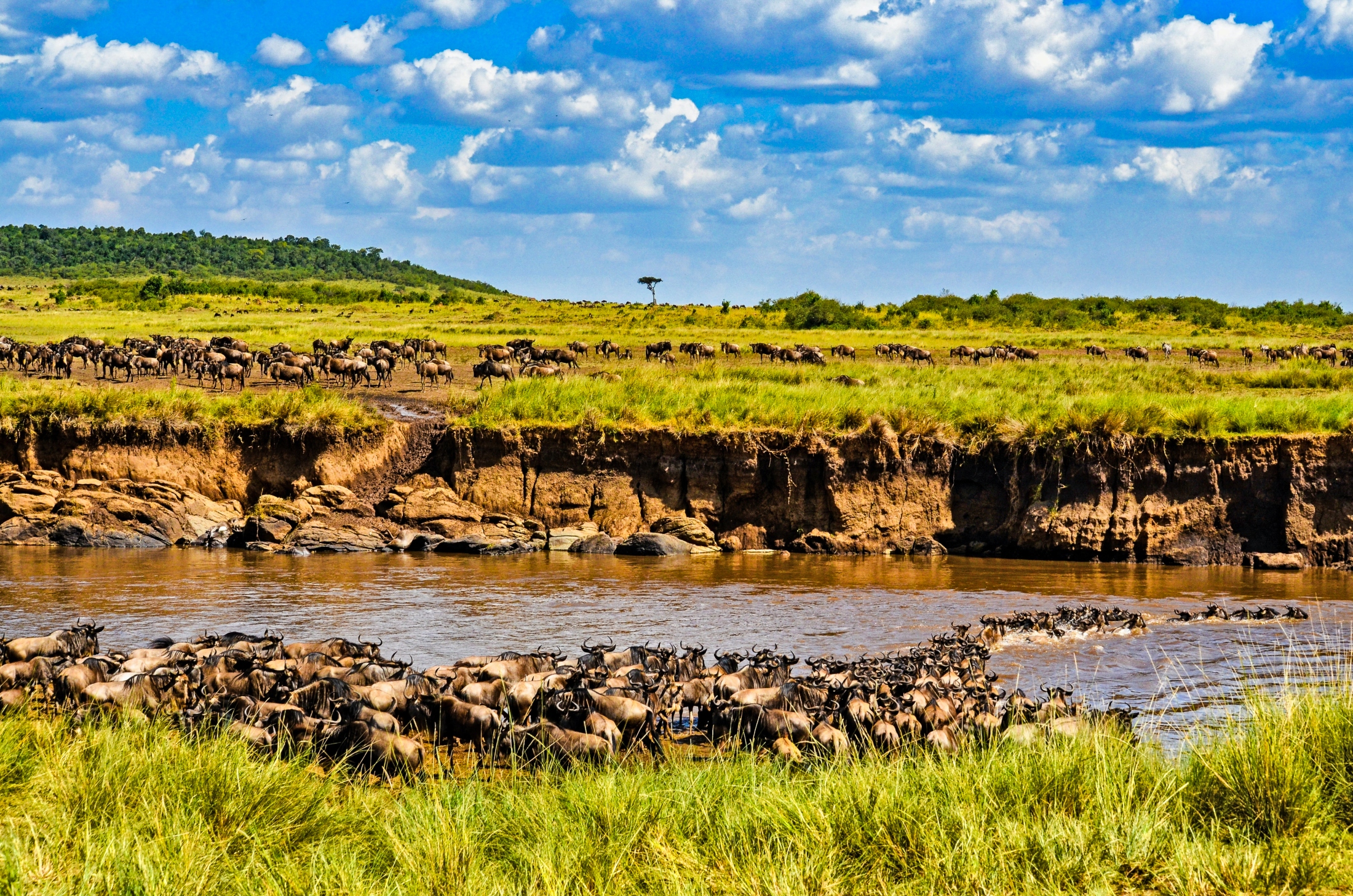 Wild beest in Masaai Mara